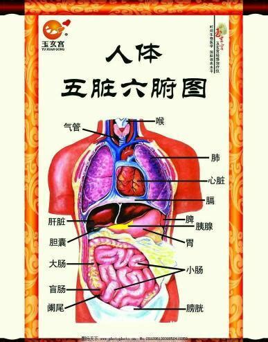 五臟位置|人体器官分五脏六腑器官分布图，清晰大图看各个内脏的位置分布。